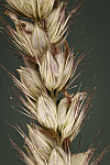 Bottle Brush Grass (Anthephora pubescens)